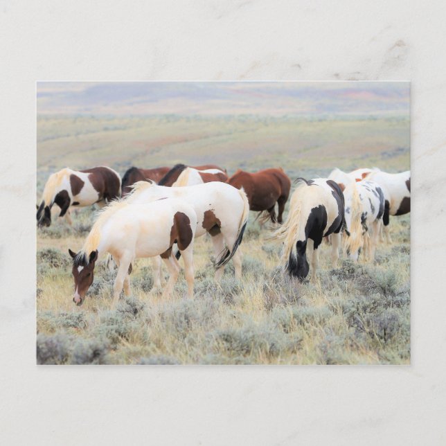 McCullough Peaks Vild Horses Vykort (Framsida)