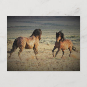 McCullough Peaks Vild Horses Vykort
