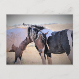 McCullough Peaks Vild Horses Vykort