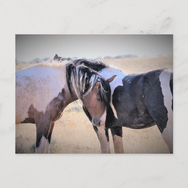 McCullough Peaks Vild Horses Vykort (Framsida)