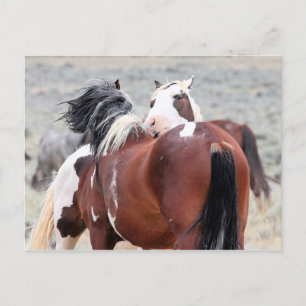 McCullough Peaks Vild Horses Vykort