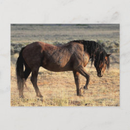 McCullough Peaks Vild Horses Vykort