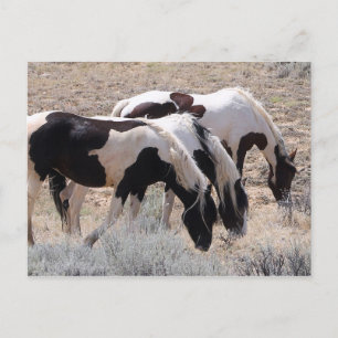 McCullough Peaks Vild Horses Vykort