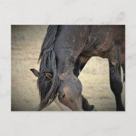 McCullough Peaks Vild Horses Vykort