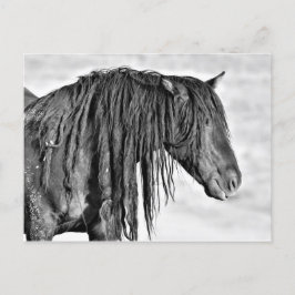 McCullough Peaks Vild Horses Vykort