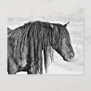 McCullough Peaks Vild Horses Vykort