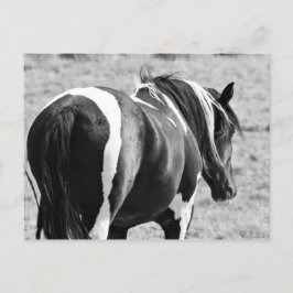 McCullough Peaks Vild Horses Vykort