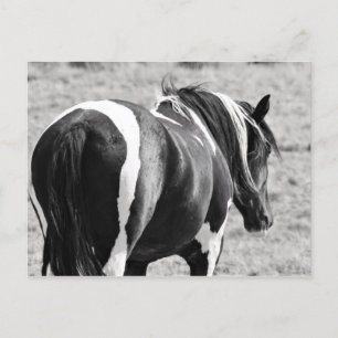 McCullough Peaks Vild Horses Vykort