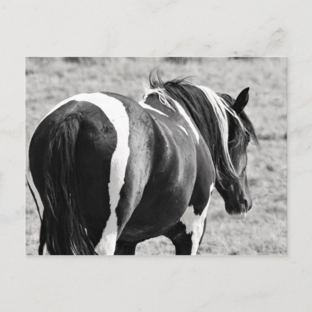 McCullough Peaks Vild Horses Vykort (Framsida)