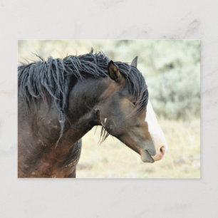 McCullough Peaks Vild Horses Vykort