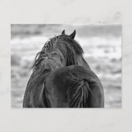 McCullough Peaks Vild Horses Vykort