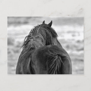 McCullough Peaks Vild Horses Vykort