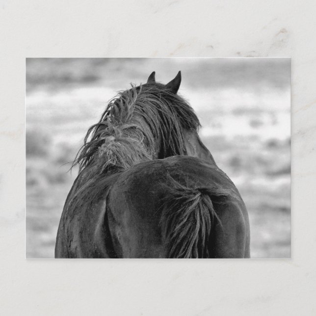 McCullough Peaks Vild Horses Vykort (Framsida)