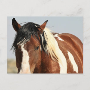 McCullough Peaks Vild Horses Vykort