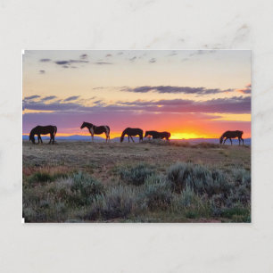 McCullough Peaks Vild Horses Vykort