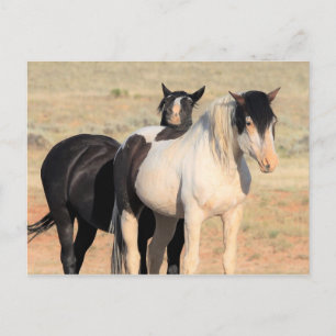 McCullough Peaks Vild Horses Vykort