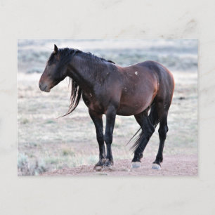 McCullough Peaks Vild Horses Vykort