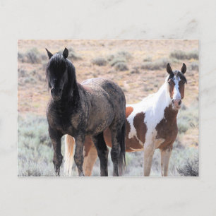 McCullough Peaks Vild Horses Vykort