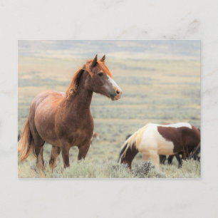McCullough Peaks Vild Horses Vykort