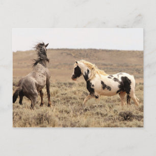 McCullough Peaks Vild Horses Vykort