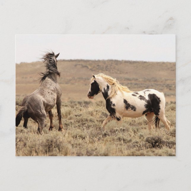 McCullough Peaks Vild Horses Vykort (Framsida)