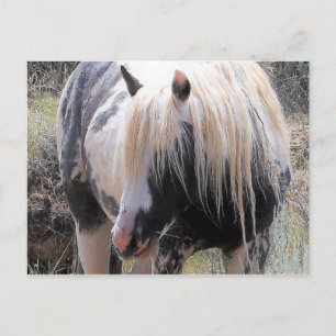 McCullough Peaks Vild Horses Vykort