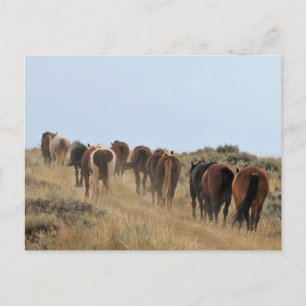 McCullough Peaks Vild Horses Vykort