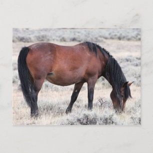 McCullough Peaks Vild Horses Vykort