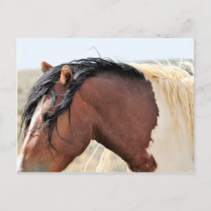 McCullough Peaks Vild Horses Vykort
