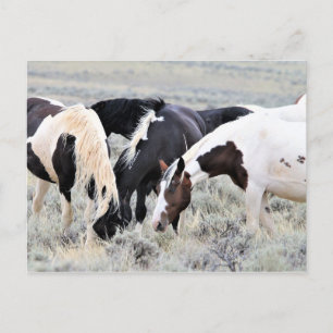 McCullough Peaks Vild Horses Vykort