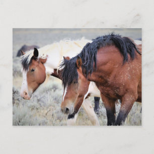 McCullough Peaks Vild Horses Vykort