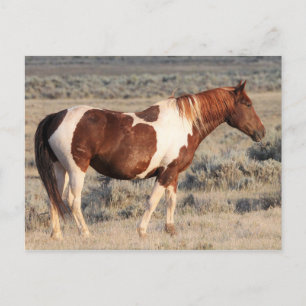McCullough Peaks Vild Horses Vykort