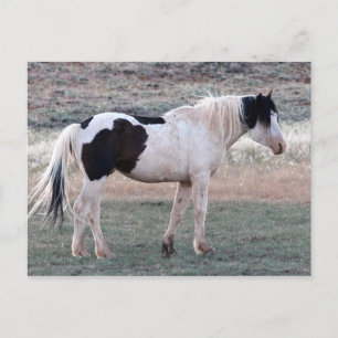 McCullough Peaks Vild Horses Vykort
