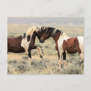 McCullough Peaks Vild Horses Vykort