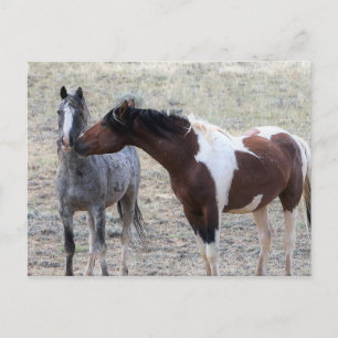 McCullough Peaks Vild Horses Vykort