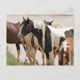 McCullough Peaks Vild Horses Vykort