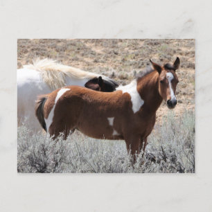 McCullough Peaks Vild Horses Vykort