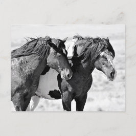 McCullough Peaks Vild Horses Vykort