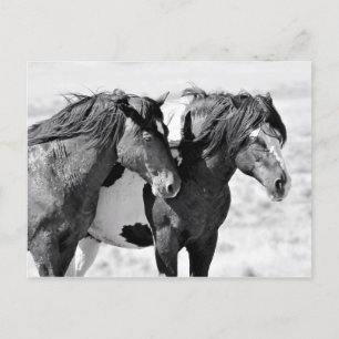 McCullough Peaks Vild Horses Vykort