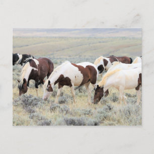 McCullough Peaks Vild Horses Vykort