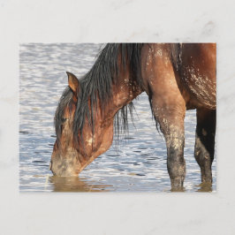 McCullough Peaks Vild Horses Vykort