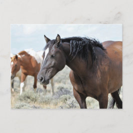 McCullough Peaks Vild Horses Vykort