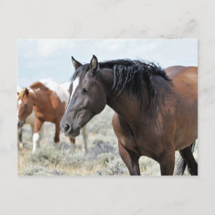 McCullough Peaks Vild Horses Vykort