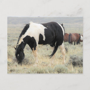 McCullough Peaks Vild Horses Vykort