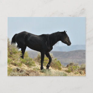 McCullough Peaks Vild Horses Vykort