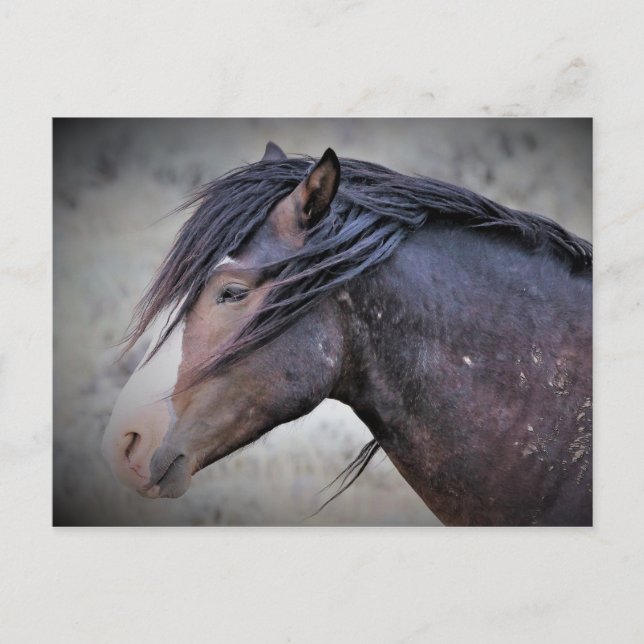 McCullough Peaks Vild Horses Vykort (Framsida)