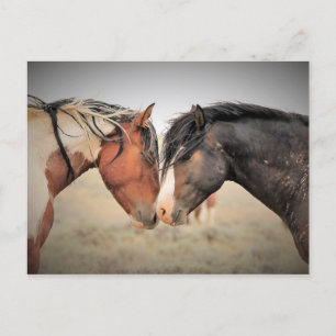 McCullough Peaks Vild Horses Vykort
