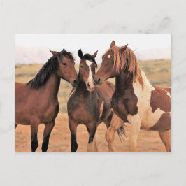 McCullough Peaks Vild Horses Vykort