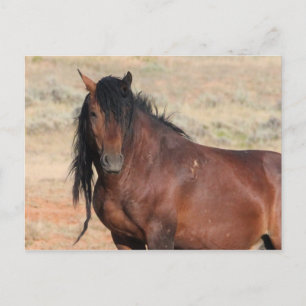 McCullough Peaks Vild Horses Vykort