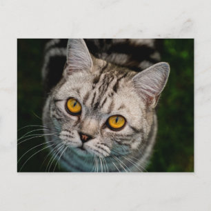 McGonagall-vykort Vykort